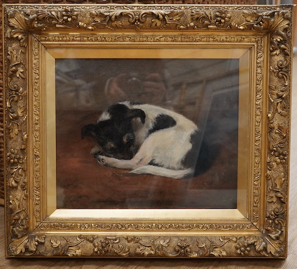 Circle of Frank Paton (1855-1909), oil on canvas, Study of a sleeping Jack Russell terrier, unsigned, 29 x 32cm, ornate gilt framed. Condition - fair to good, small hole to the canvas